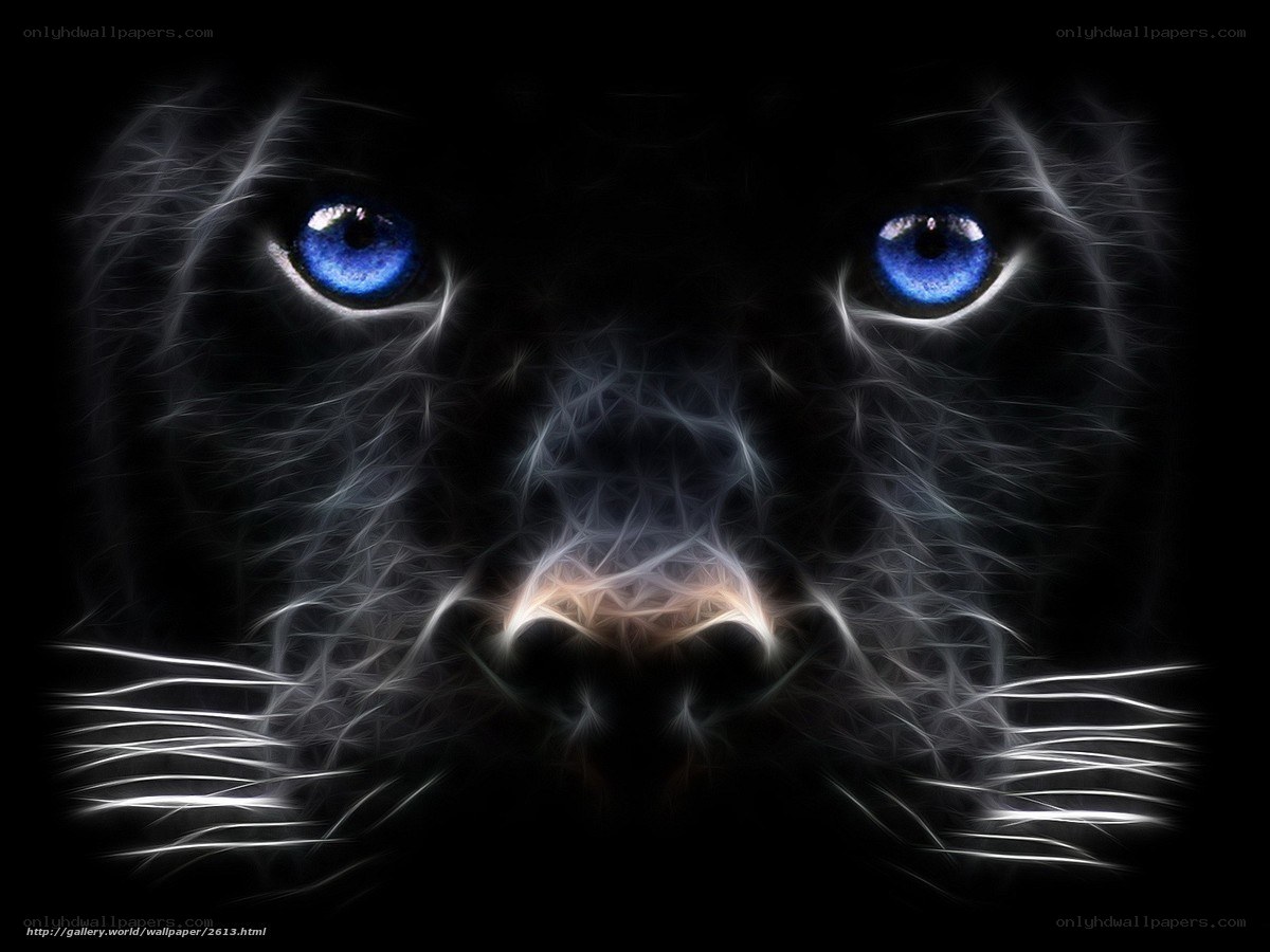 blue-eyed black panther