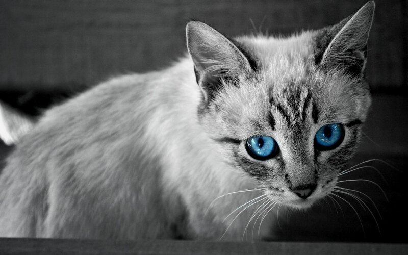 Blue-eyed Cat — Black, Dramatic