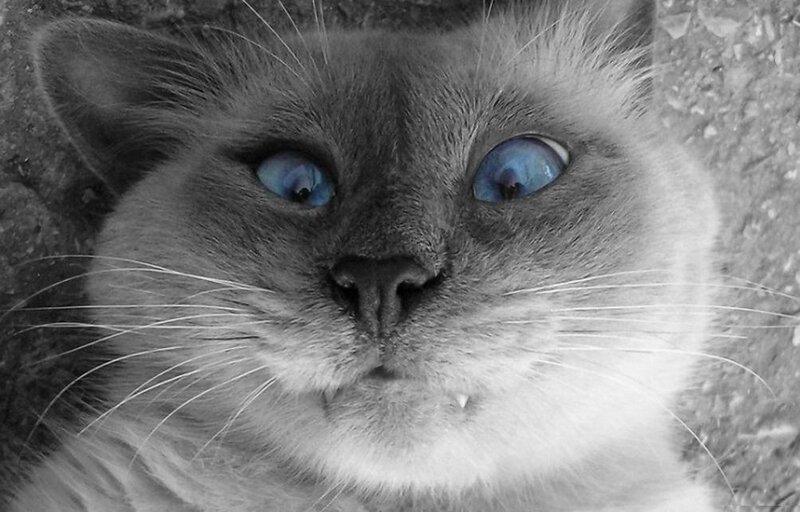 Blue-eyed Cat — Black