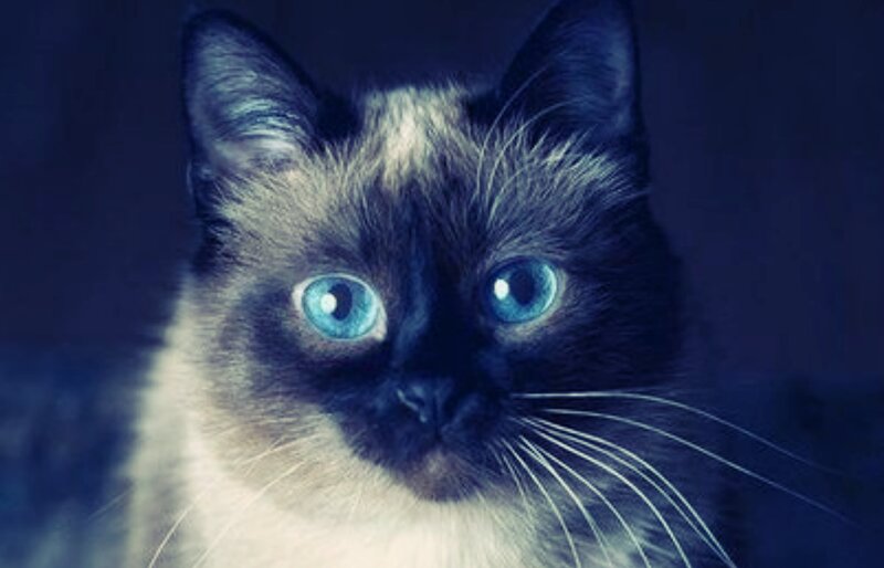 Blue-eyed Cat — Blue