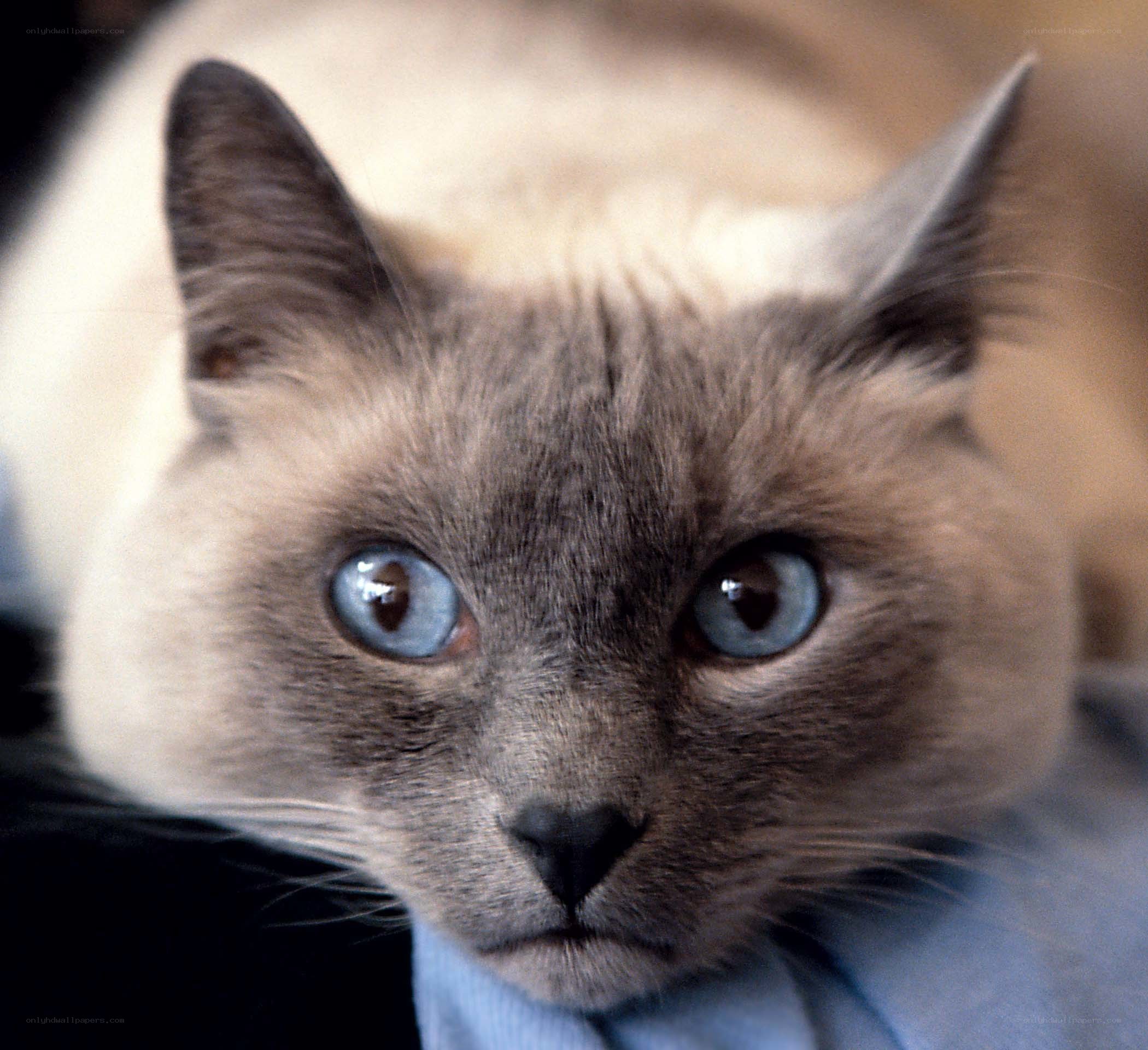 blue-eyed cat close-up