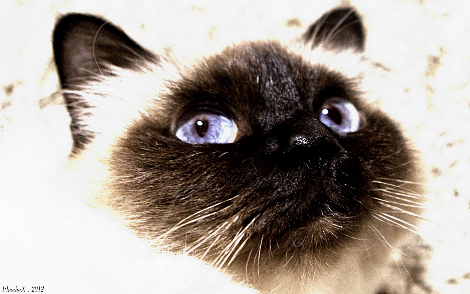 blue-eyed cat close-up