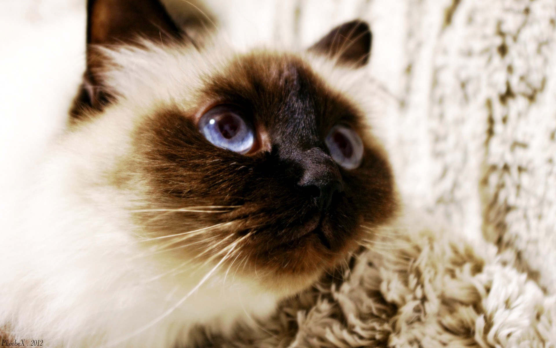 blue-eyed cat close-up