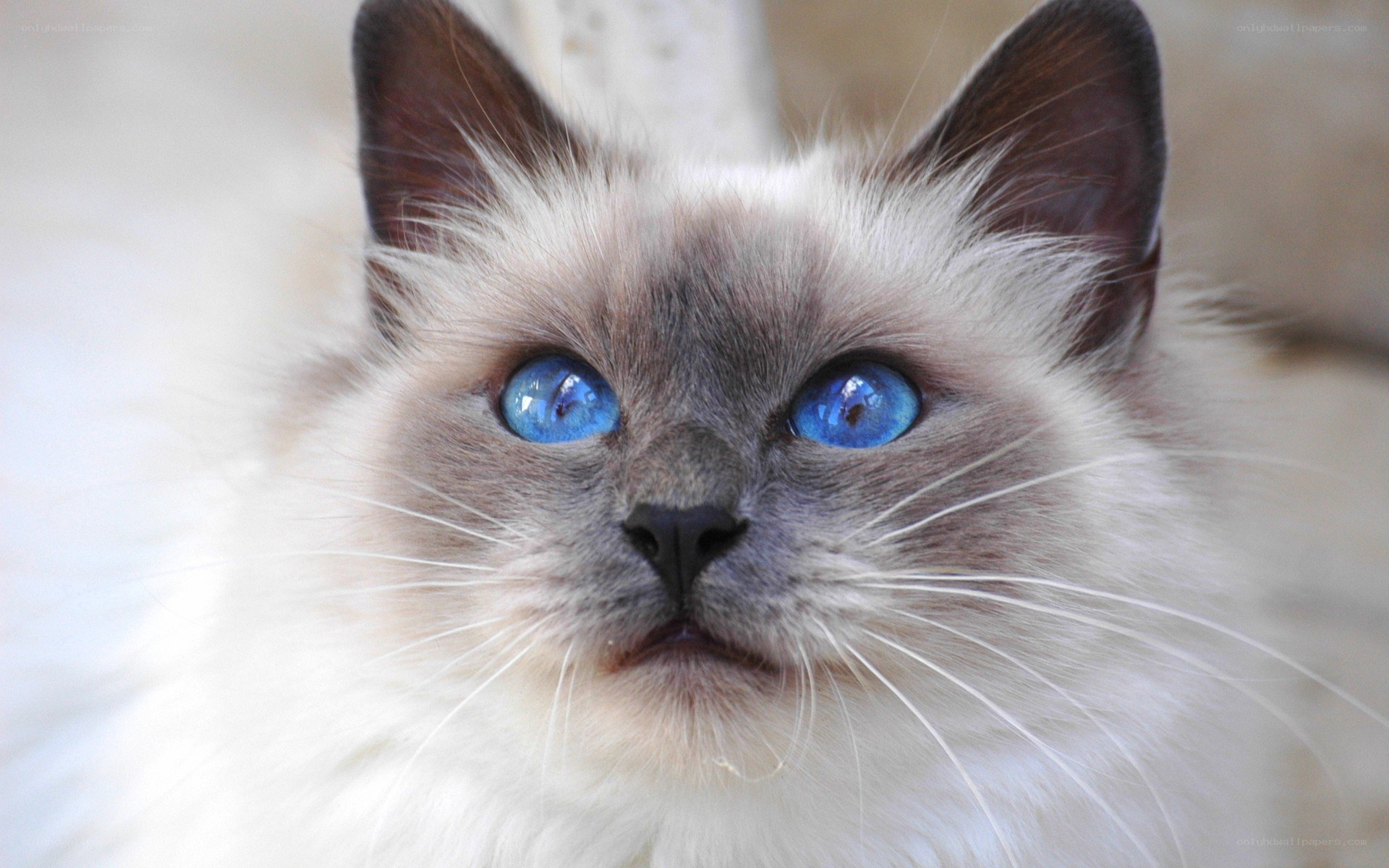 blue-eyed cat close-up
