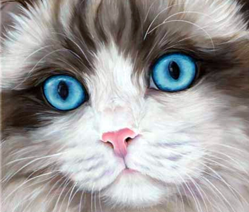 blue-eyed cat close-up