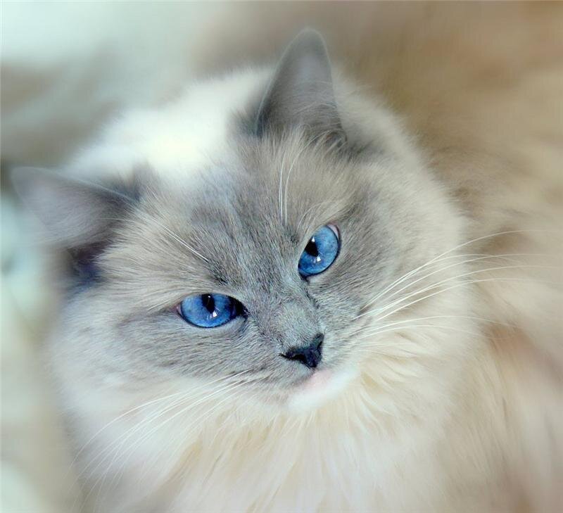 blue-eyed cat close-up