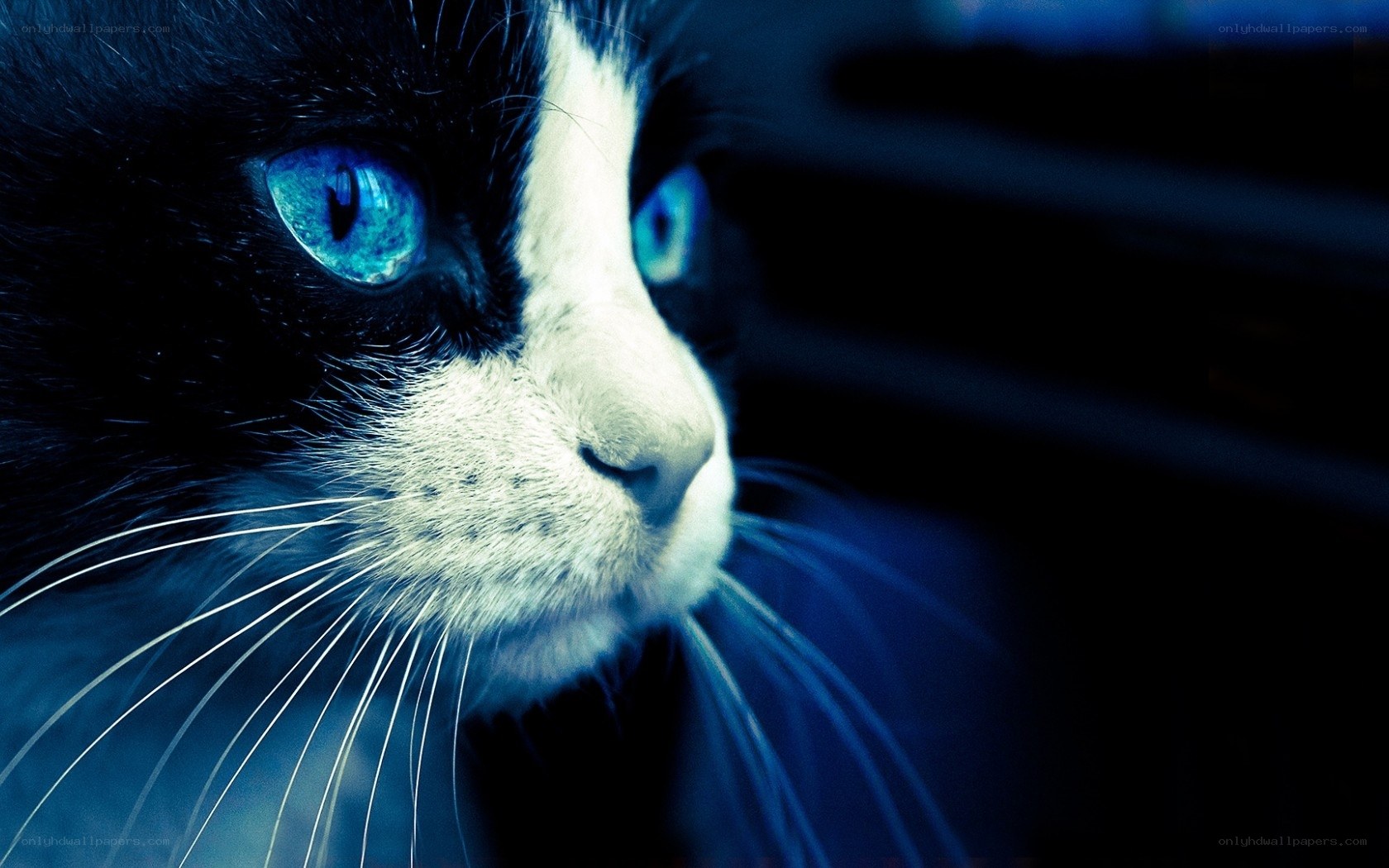 blue-eyed cat close-up