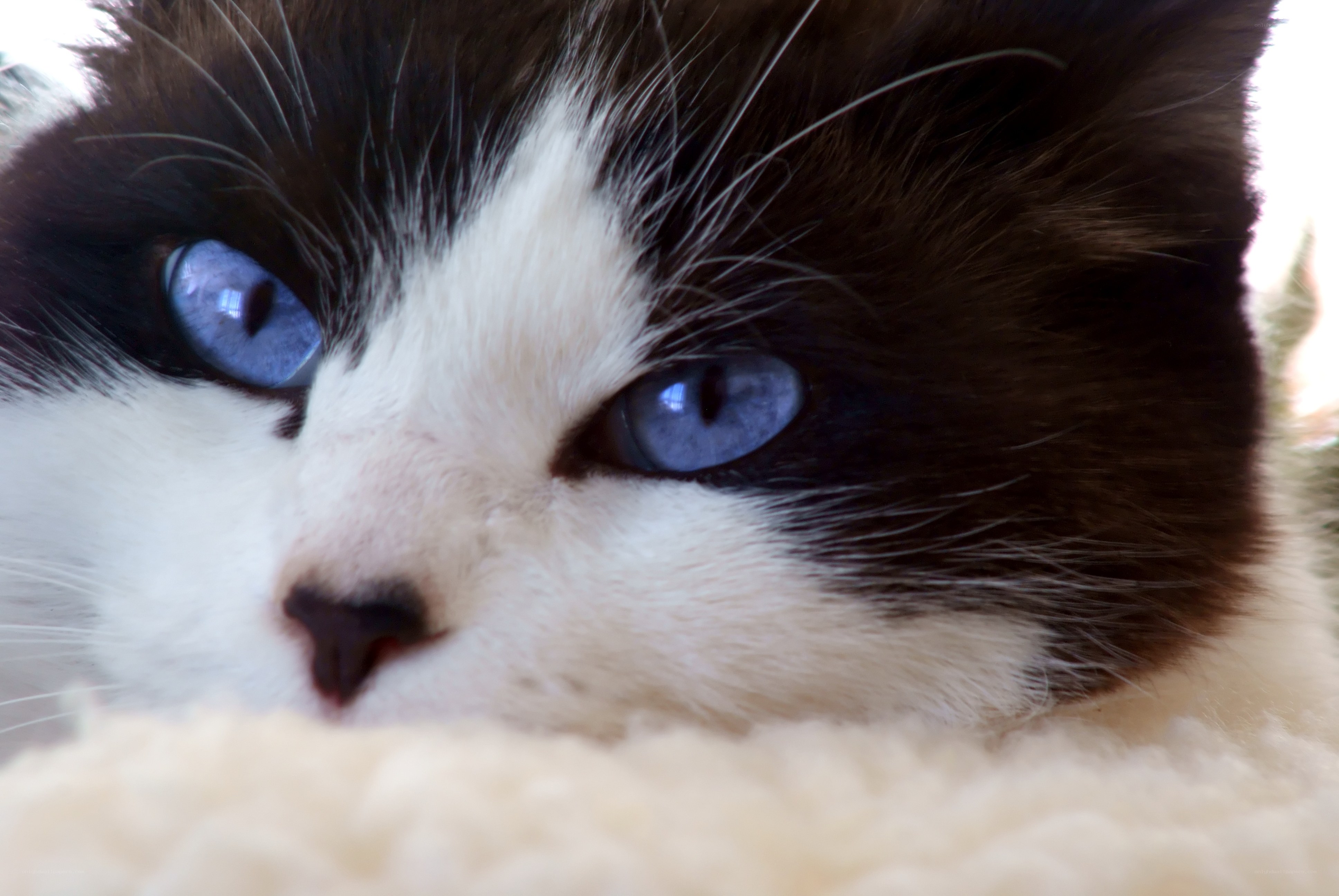 blue-eyed cat close-up