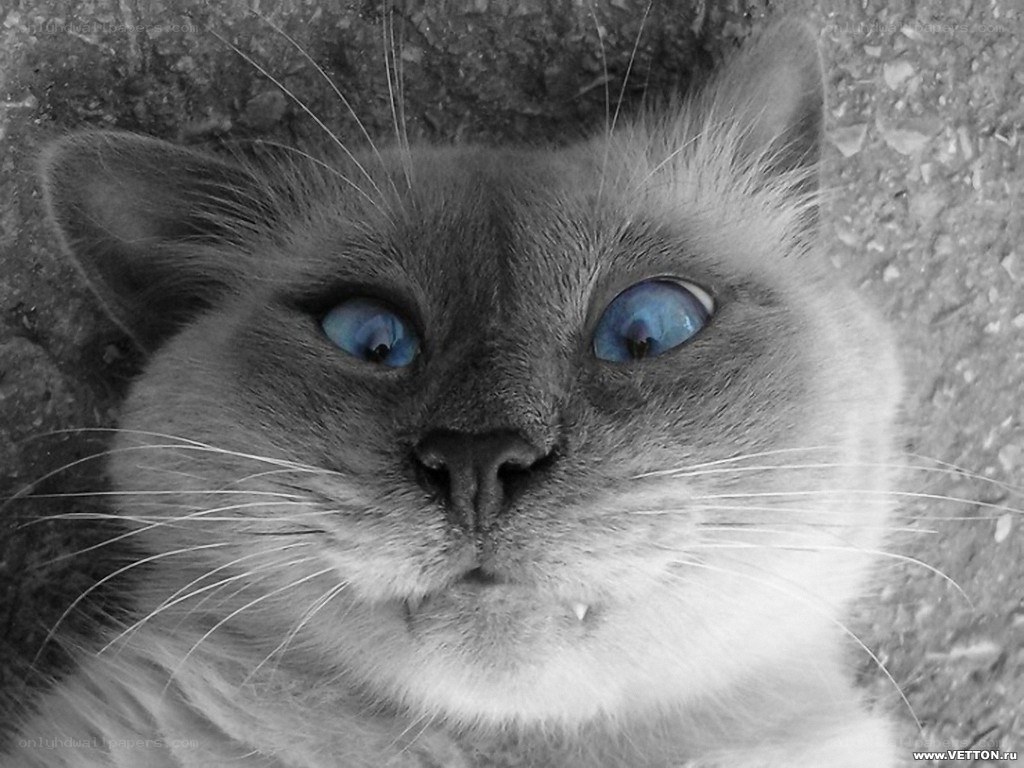blue-eyed cat close-up