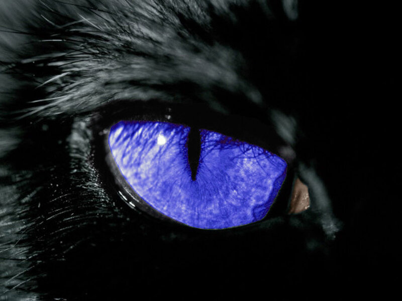 blue-eyed cat close-up