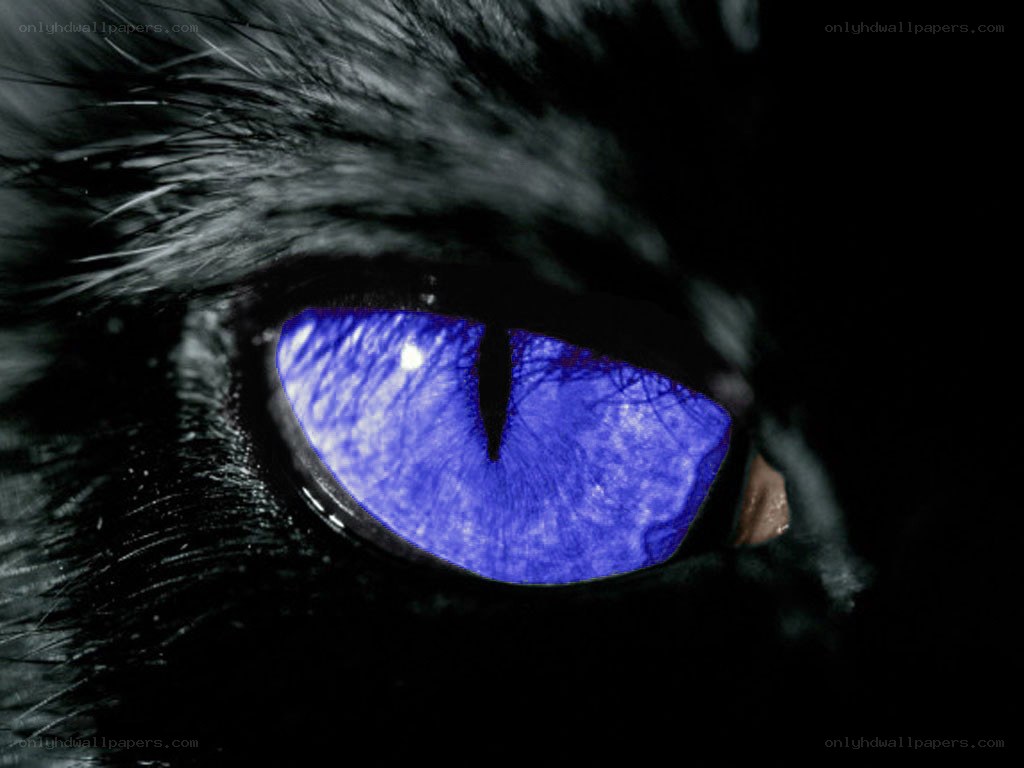 blue-eyed cat close-up