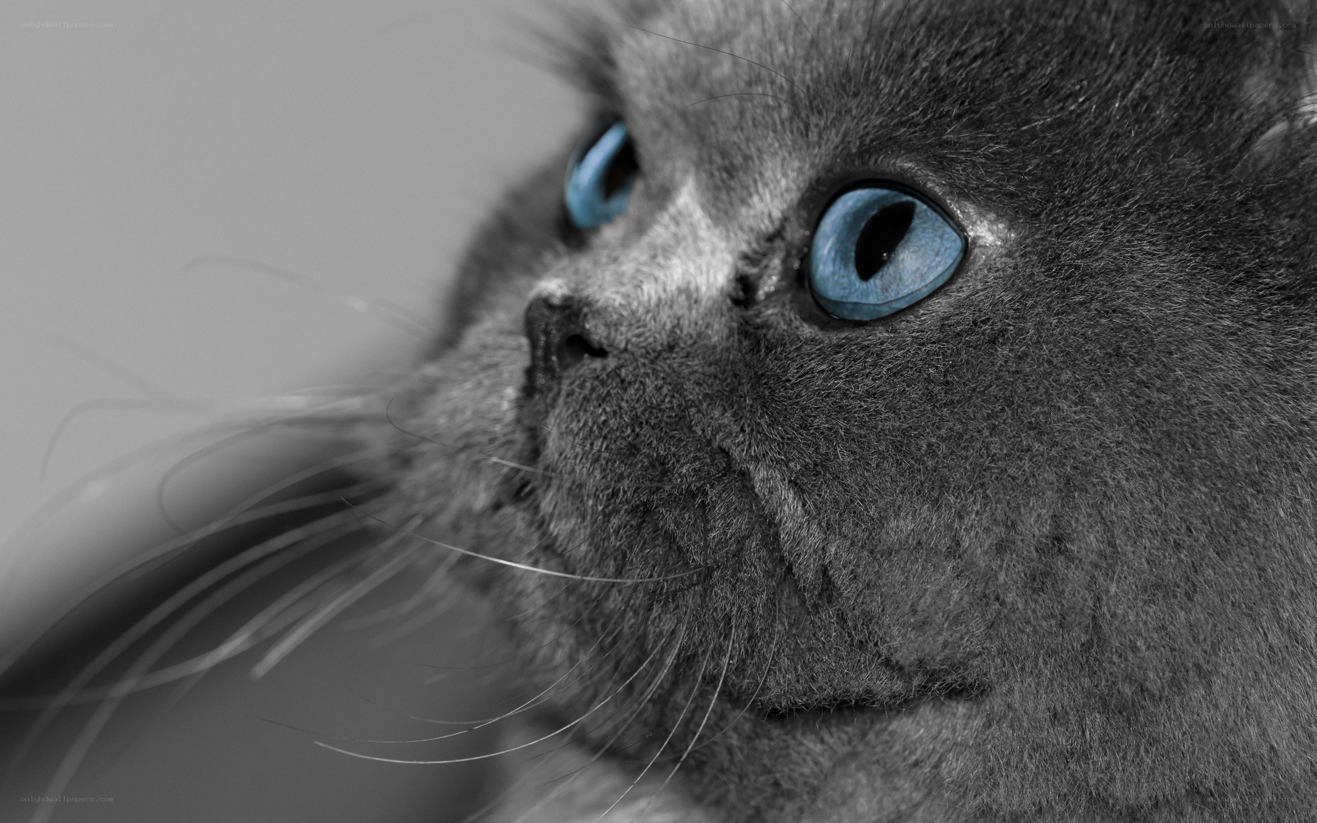 blue-eyed cat close-up