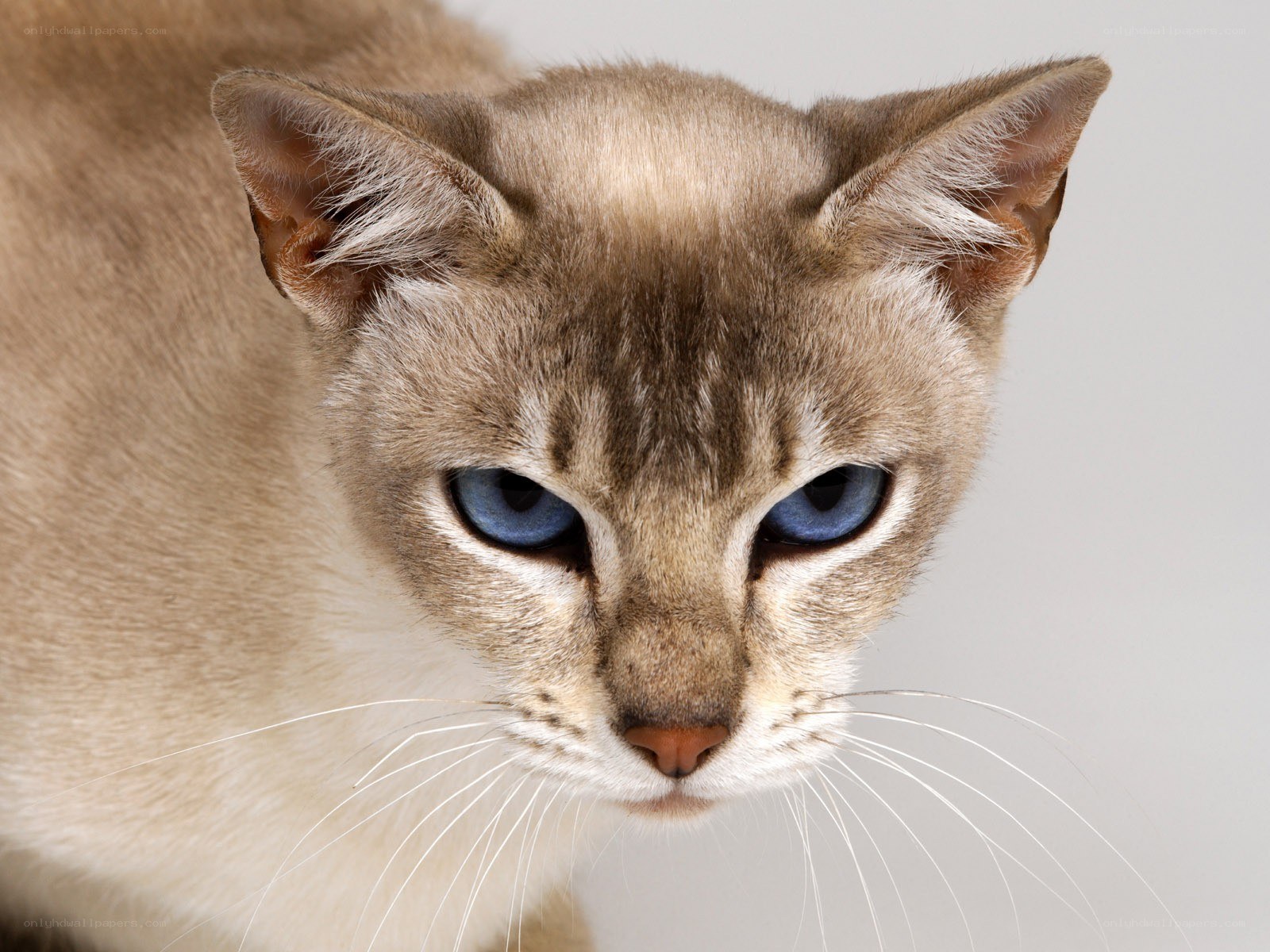 blue-eyed cat close-up