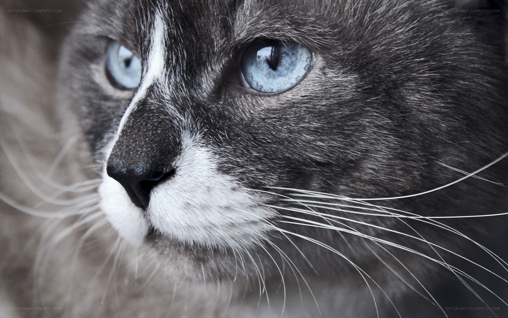blue-eyed cat close-up