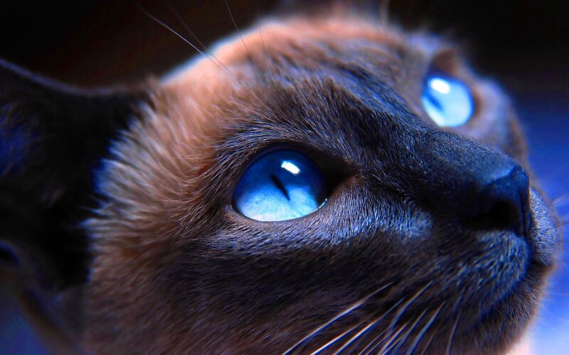 Blue-eyed Cat Face — Blue, Dramatic, Photograph