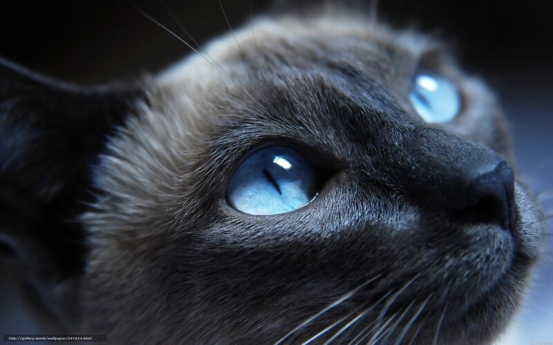 Blue-eyed Cat Face — Blue, Dramatic