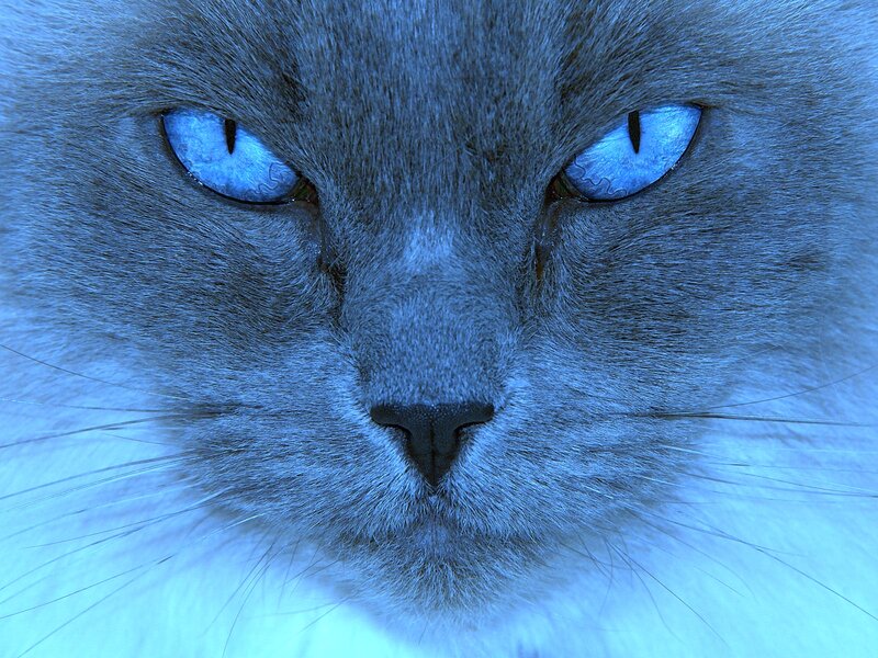Blue-eyed Cat Face — Blue
