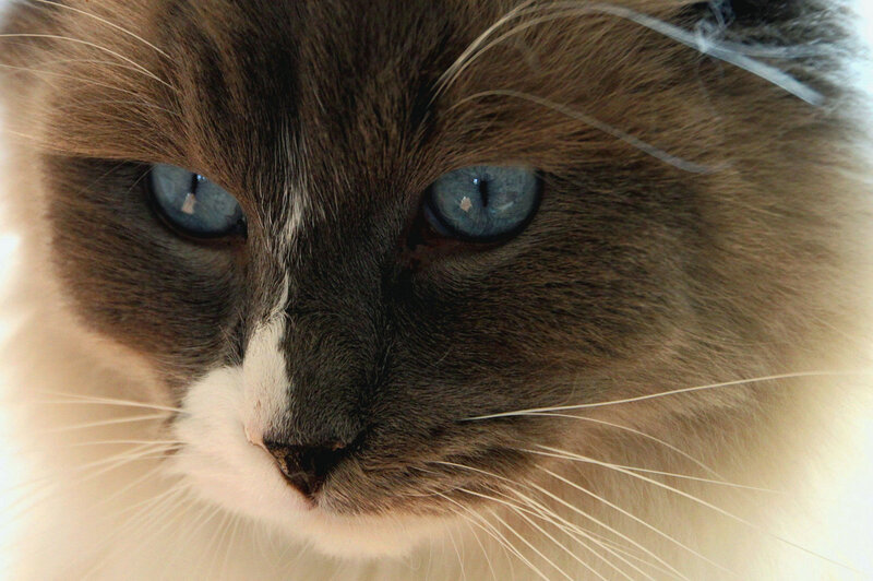 Blue-eyed Cat Face