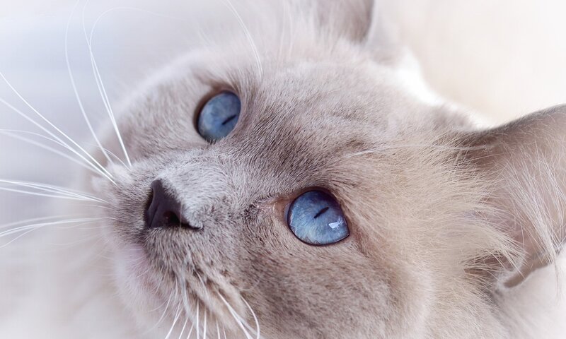 Blue-eyed Cat Face — White, Calm, Photograph