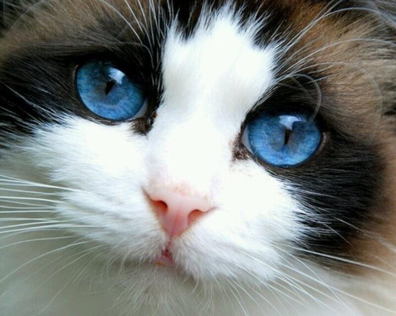 Blue-eyed Cat Face — White, Calm