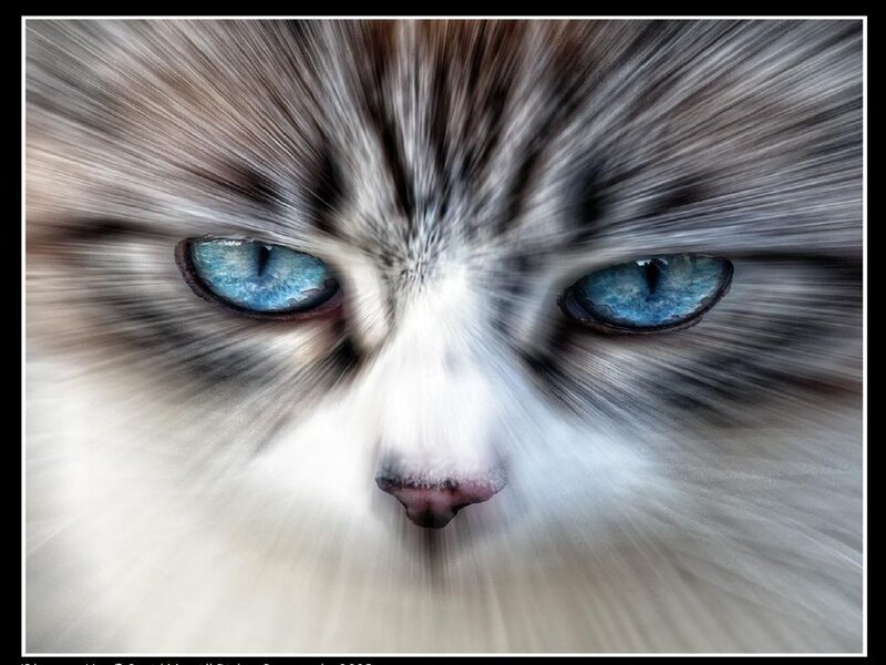 Blue-eyed Cat Face — White, Intense