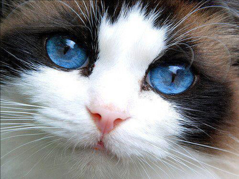 Blue-eyed Cat Face — White