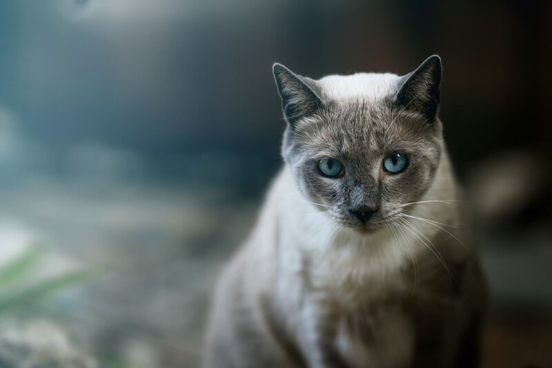 Blue-eyed Cat — Gray, Calm, Photograph