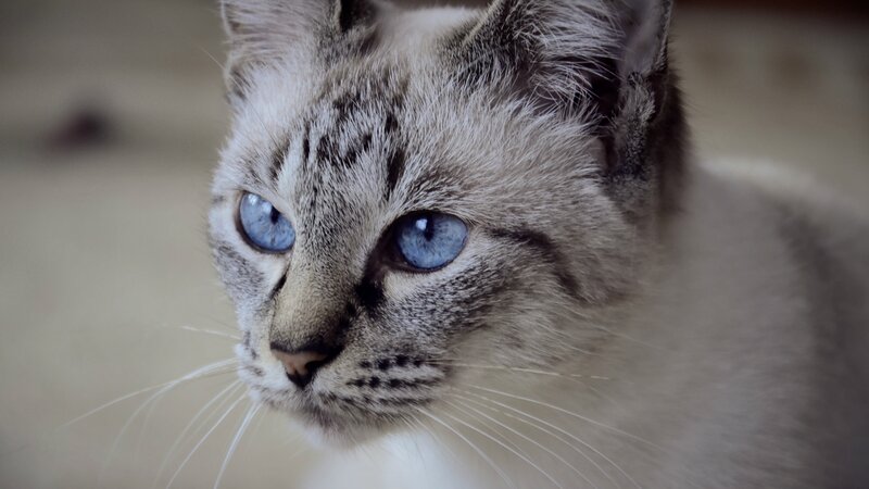 Blue-eyed Cat — Gray, Calm