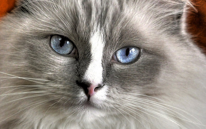 Blue-eyed Cat — Gray
