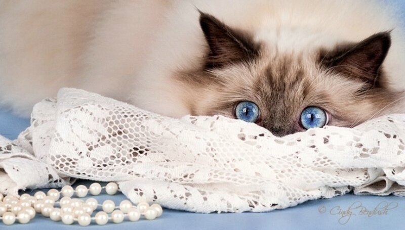 Blue-eyed Cat Hiding