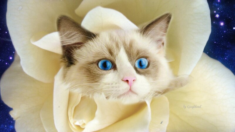 Blue-eyed Cat in Flower