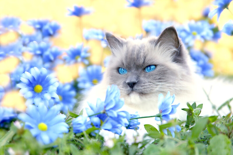 Blue-eyed Cat in Flowers — Blue