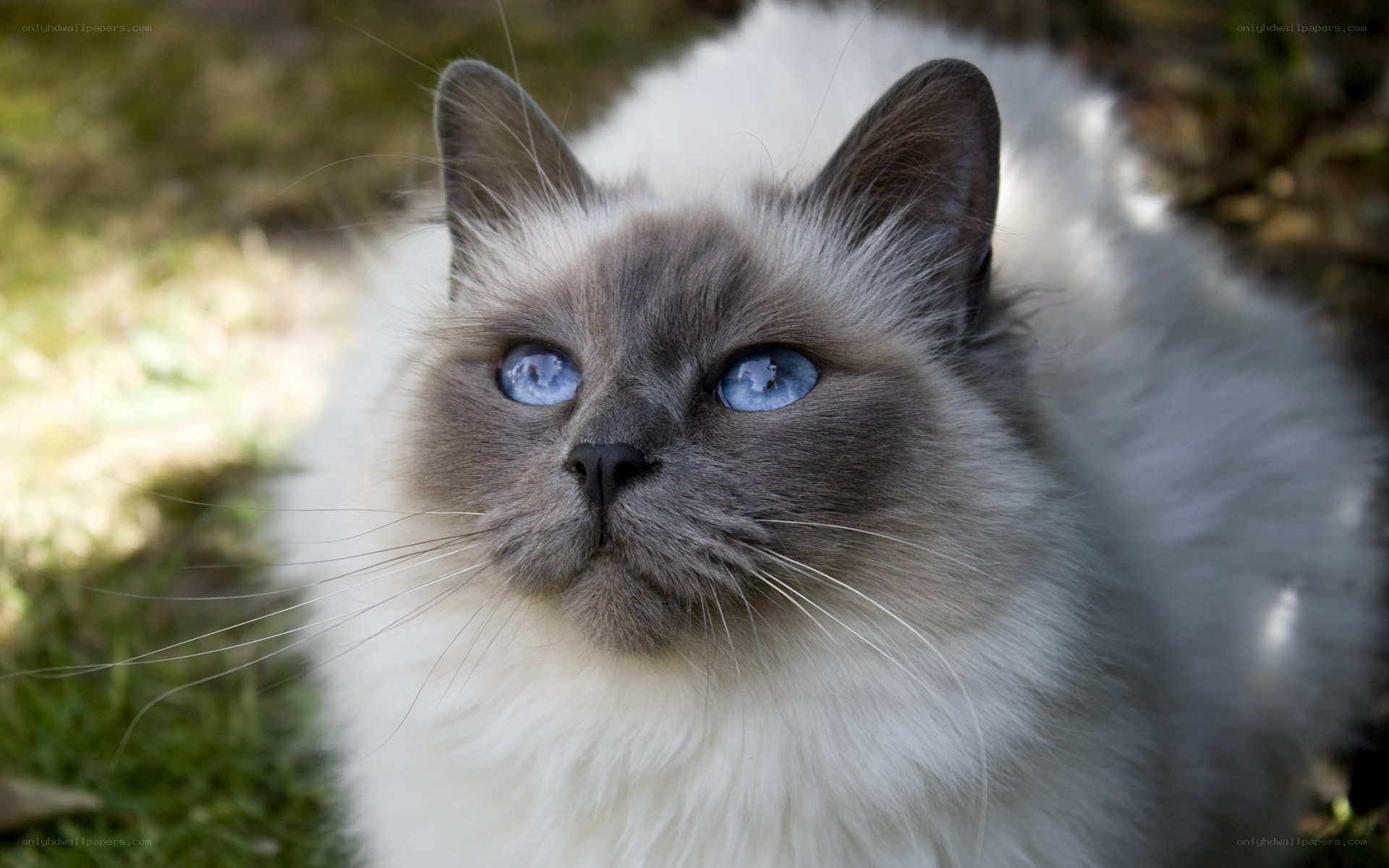 blue-eyed cat in garden