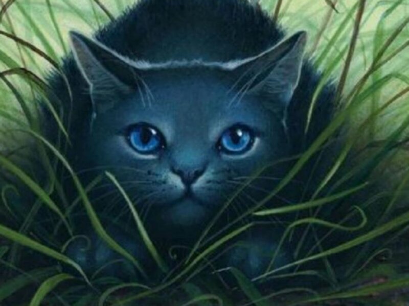Blue-eyed Cat in Grass — Green