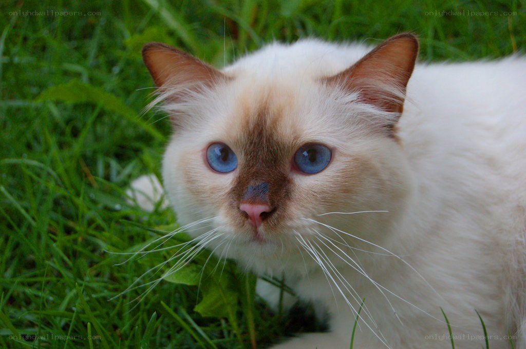 blue-eyed cat in grass