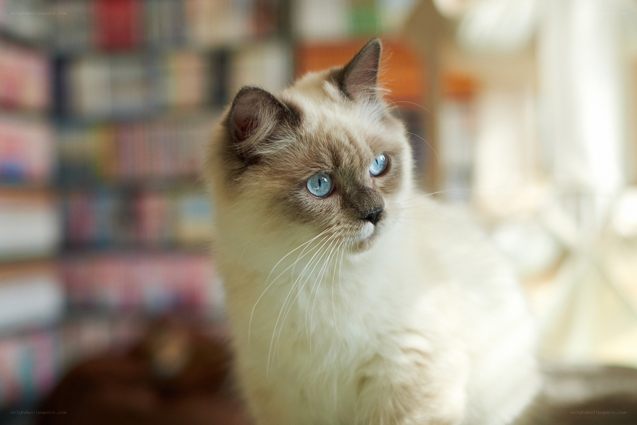 blue-eyed cat in library