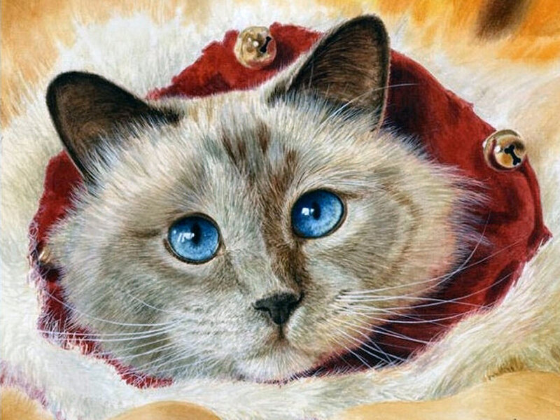 Blue-eyed Cat in Red Hat