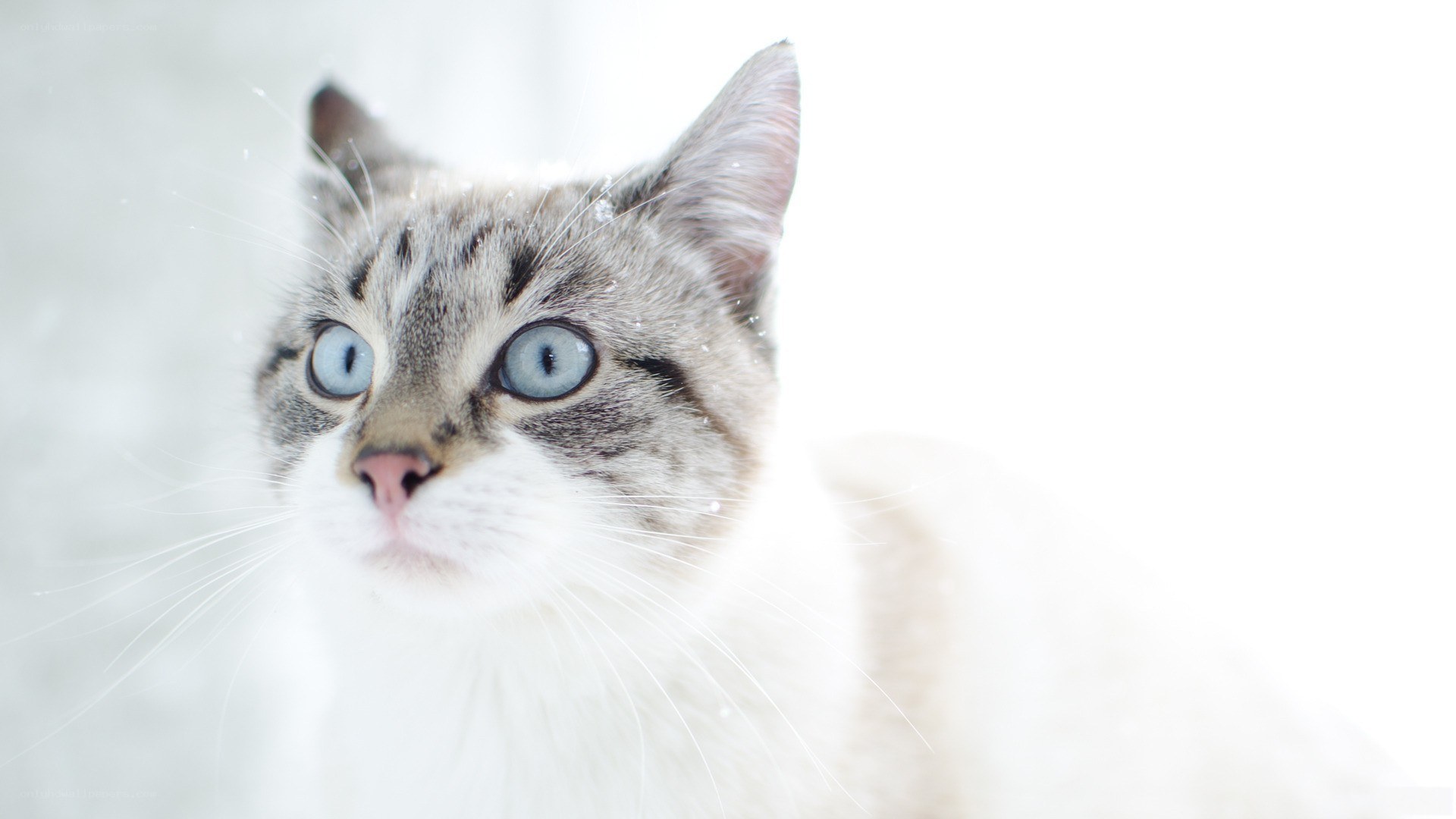 blue-eyed cat in snow