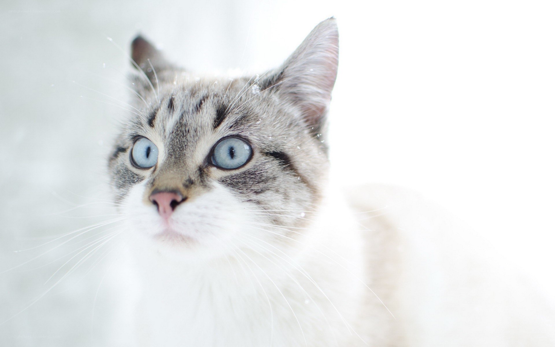 blue-eyed cat in snow