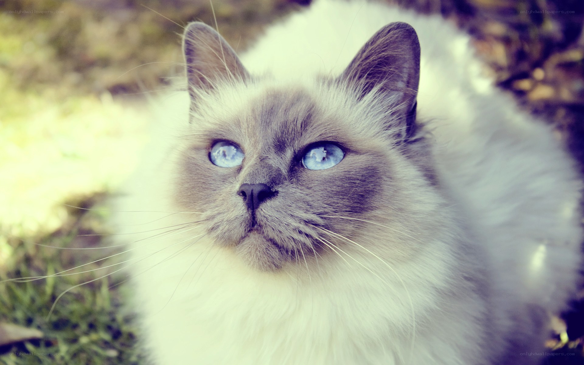 blue-eyed cat in sunlight