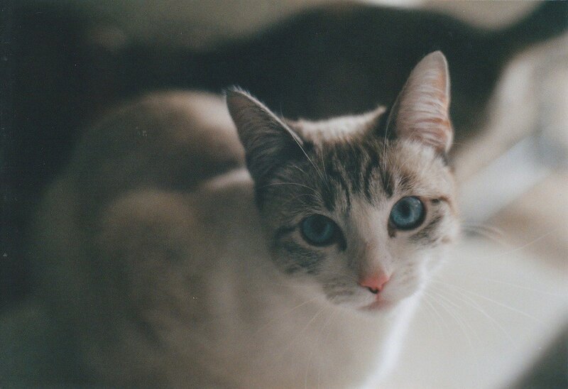 blue-eyed cat looking at camera