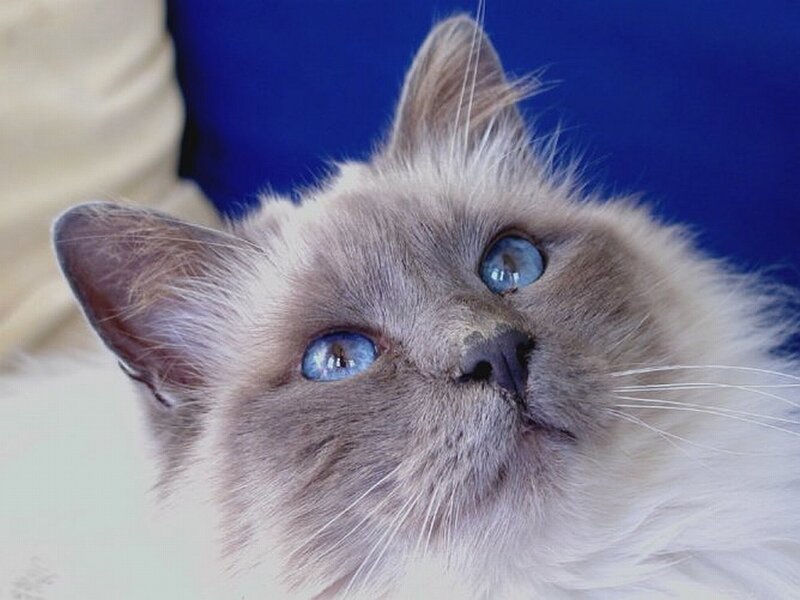blue-eyed cat looking up