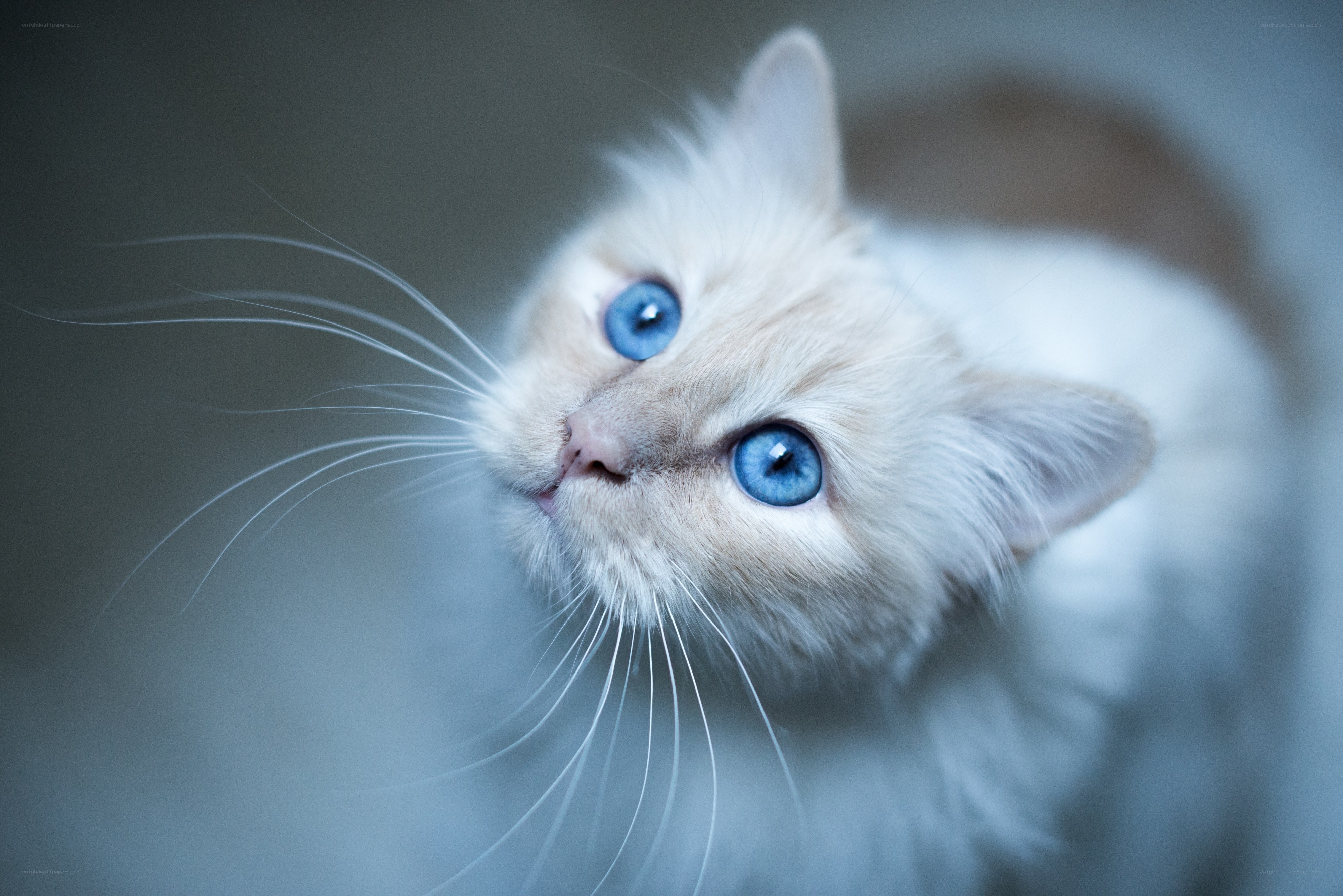 blue-eyed cat looking up