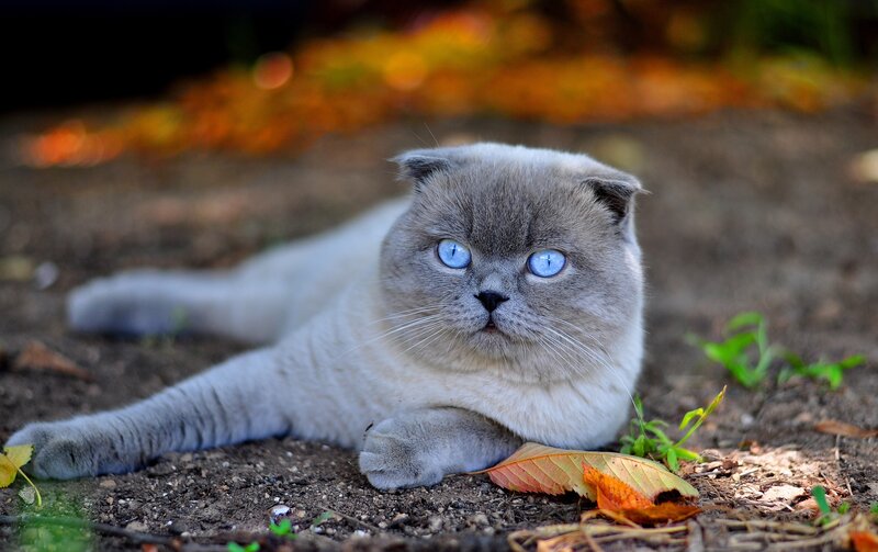 Blue-eyed Cat Lying Down — Gray