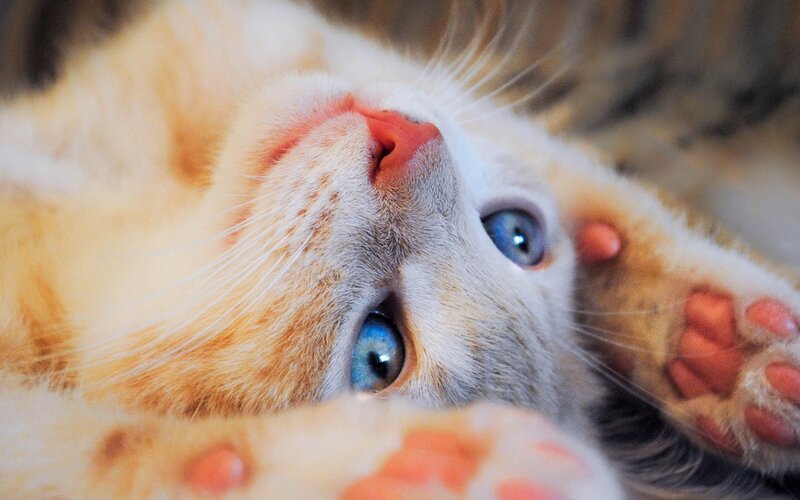 Blue-eyed Cat Lying Down — White