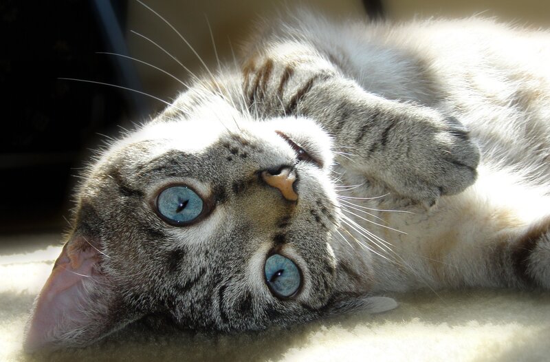 blue-eyed cat lying on back