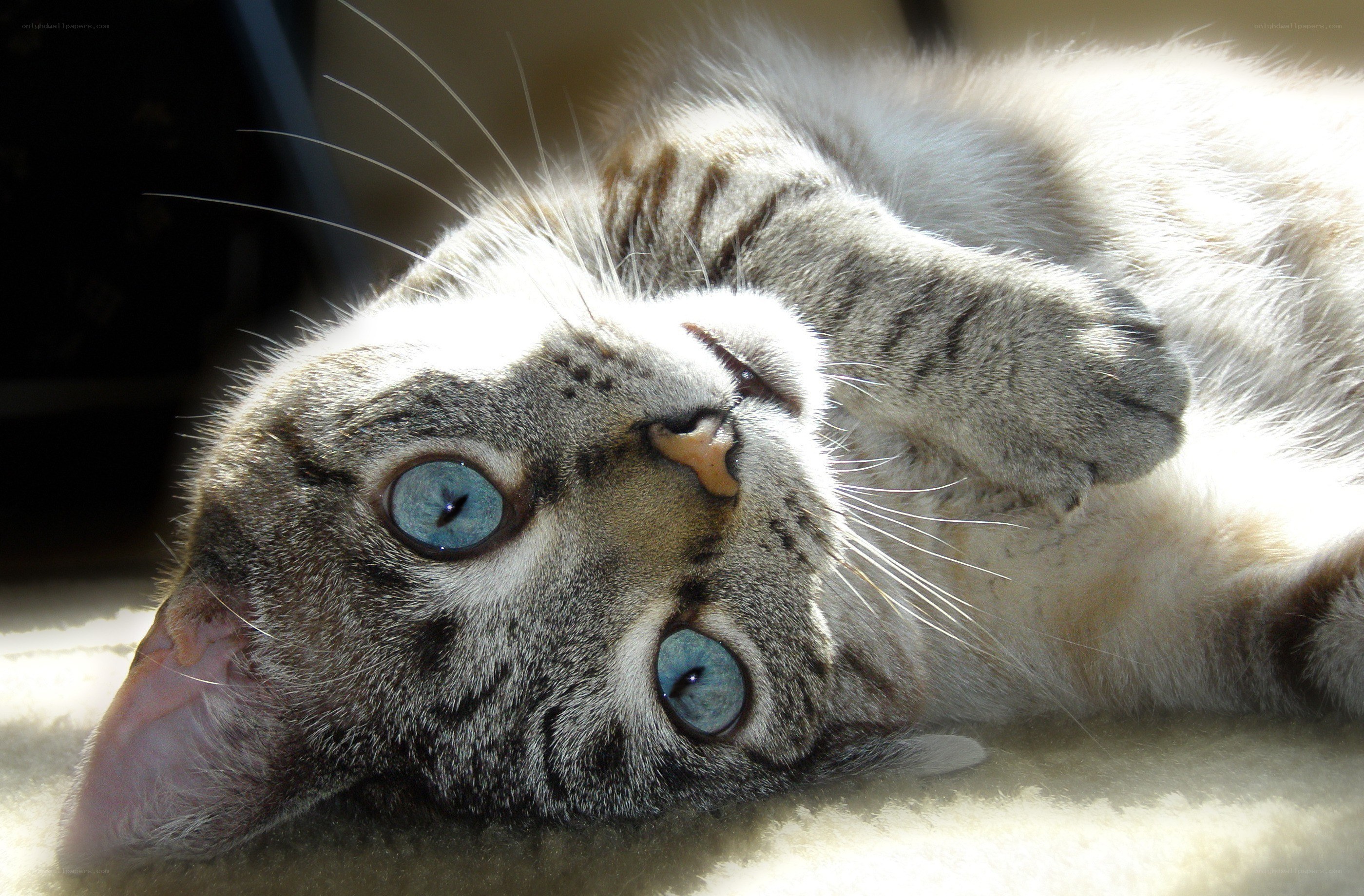 blue-eyed cat lying on back