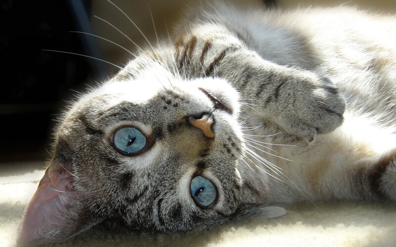 blue-eyed cat lying on back