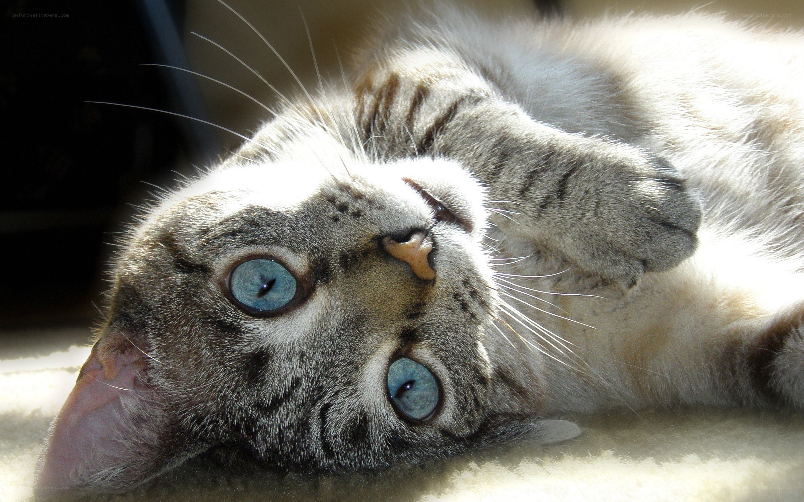 blue-eyed cat lying on back