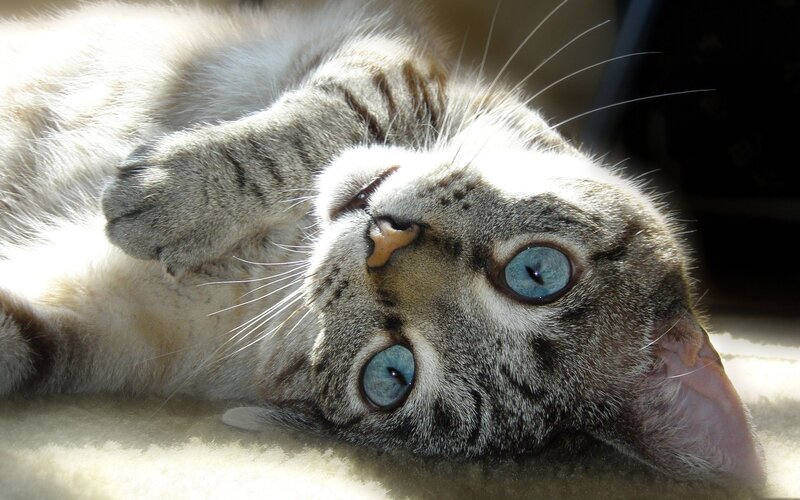 blue-eyed cat lying on back